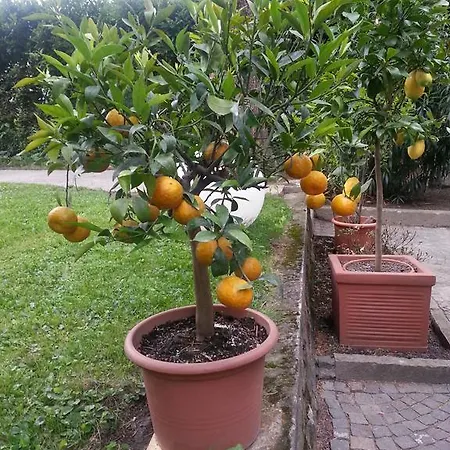 Jasmin 3* Meran